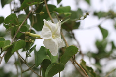 Rivea hypocrateriformis